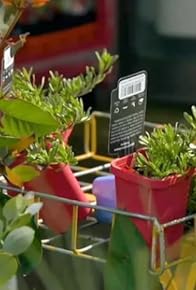 Primary photo for The Sweetest Plant, Propagating Yams & Feeding your Food