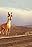 Caminandes: Llama Drama