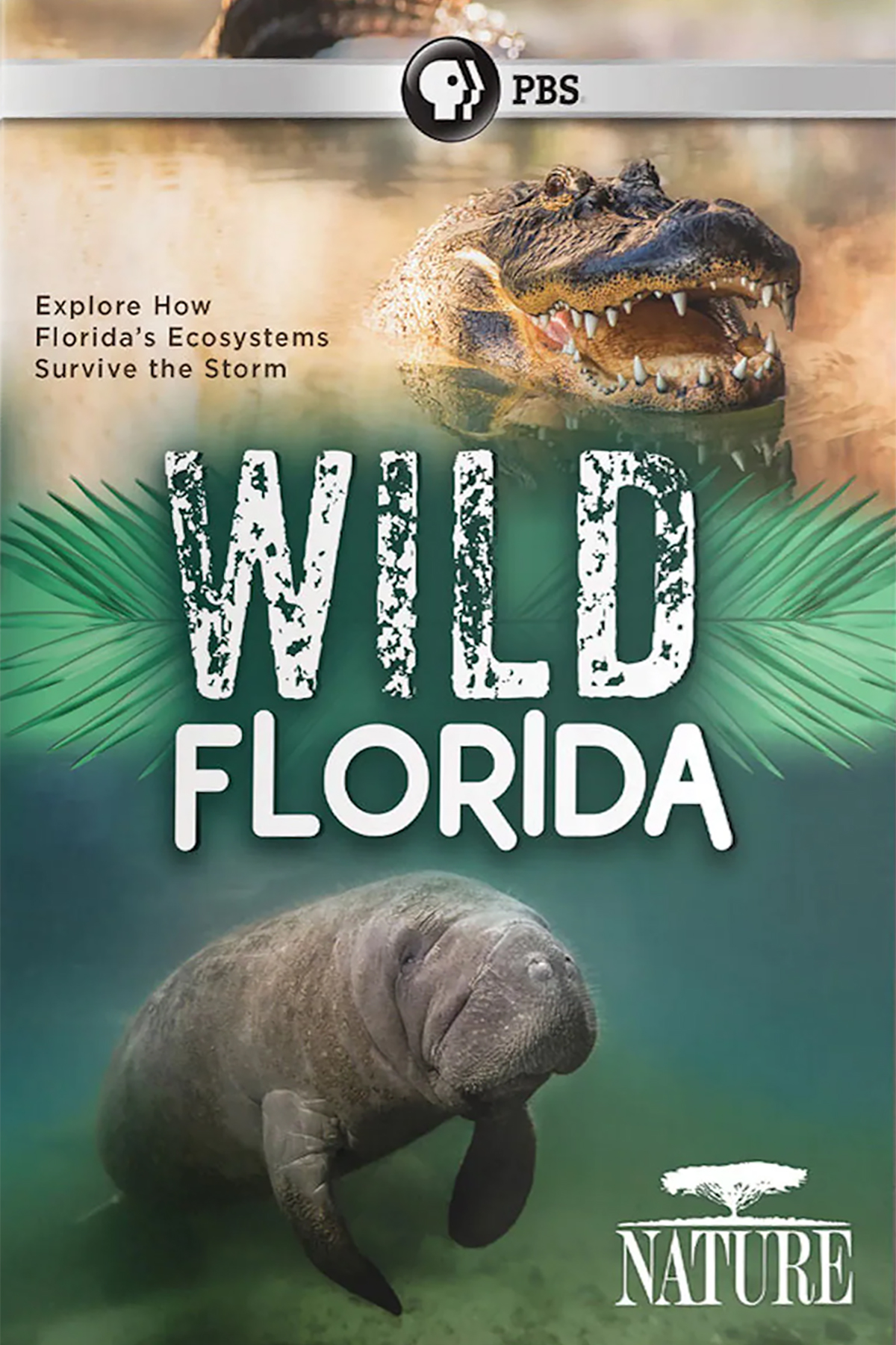 その他 NATURE: Wild Florida [DVD] Import Nature