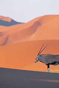 Primary photo for The Fairytale: Little Dog & Little Bird