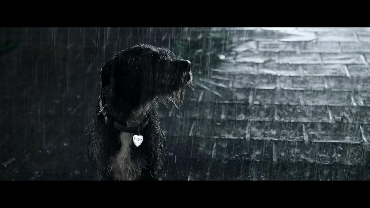 Cso-Cso in Crawl - Intrappolati (2019)