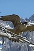 Primary photo for Naturparadies Seefeld - Im Reich des Wanderfalken