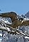 Naturparadies Seefeld - Im Reich des Wanderfalken's primary photo