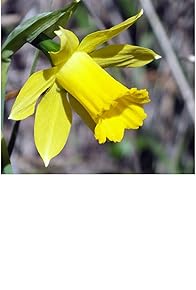 Primary photo for Rasteniya v opasnost