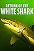 Primary photo for Return of the White Shark Primary photo for Return of the White Shark
