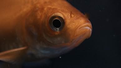 पोस्टर देखें