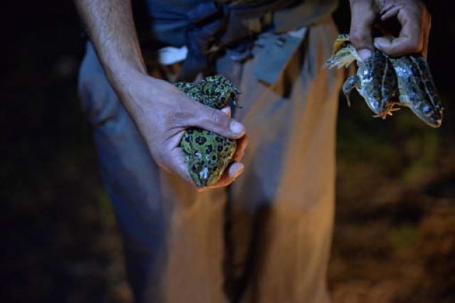 Guruh jinsiy aloqa shakllari