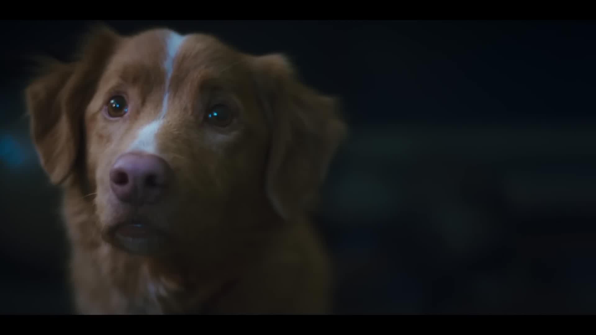 Good Boy (2025) - IMDb