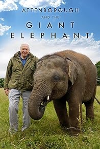 Primary photo for Attenborough and the Giant Elephant Primary photo for Attenborough and the Giant Elephant