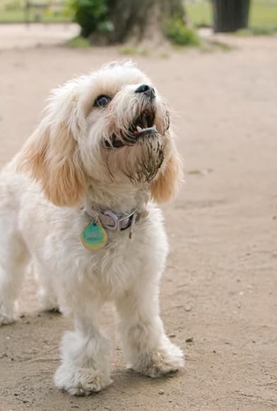 Primary photo for Dogs Primary photo for Dogs