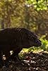 Primary photo for Andy and the Komodo Dragon