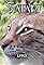Lynx's primary photo