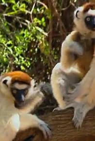 Primary photo for Last Primates of Madagascar