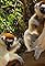 Last Primates of Madagascar's primary photo