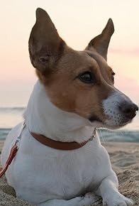 Primary photo for Harvest Hound: Beach Doggy