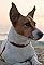 Harvest Hound: Beach Doggy's primary photo