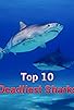Primary photo for Blacktip shark Primary photo for Blacktip shark