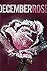 Primary photo for December Rose