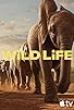 Primary photo for Wild life Primary photo for Wild life