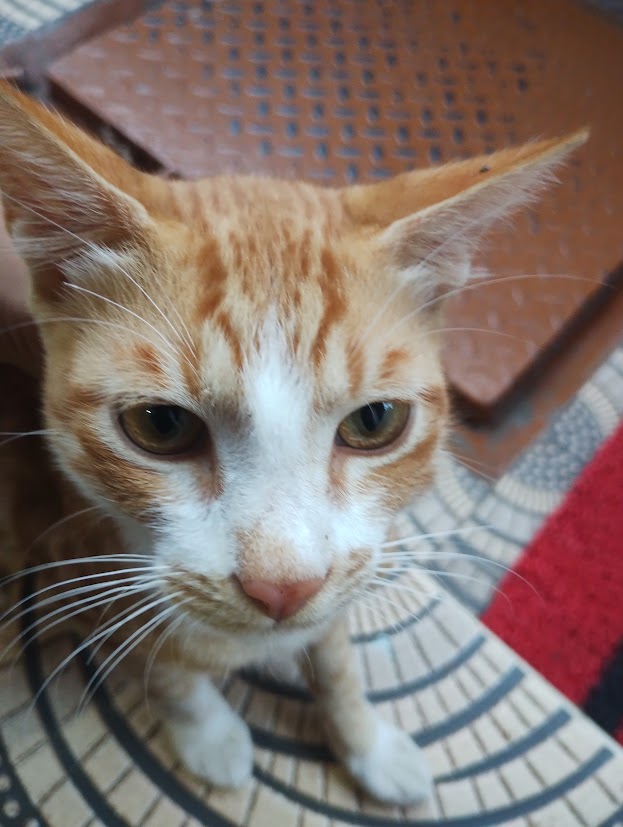 Untitled Allu Arjun/Sree Leela project