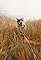 Harvest Hound: Outside Haven's primary photo