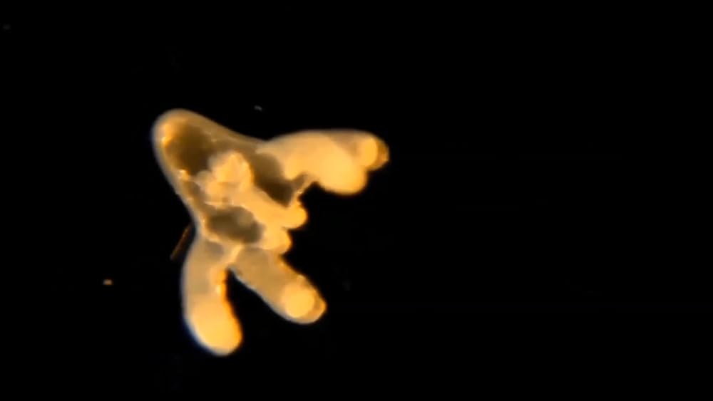 Zooplankton Beautiful but Microscopic Wildlife of the Ocean IMDb