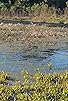 Primary photo for Otter