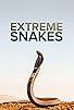 Primary photo for Extreme Snakes Primary photo for Extreme Snakes