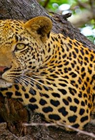 Primary photo for Man-Eating Leopards