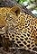 Man-Eating Leopards's primary photo