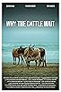 Primary photo for Why the Cattle Wait Primary photo for Why the Cattle Wait