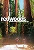 Primary photo for Redwoods
