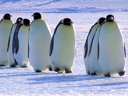 Poster of Snow Chick: A Penguin's Tale