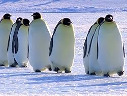 Poster of Snow Chick: A Penguin's Tale