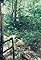 Bigfoot's primary photo