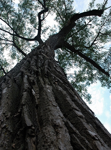 Pride and Glory of Logan County