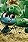 A Little Froggy Is Looking for His Father's primary photo