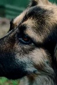 Primary photo for Tsepnye psy