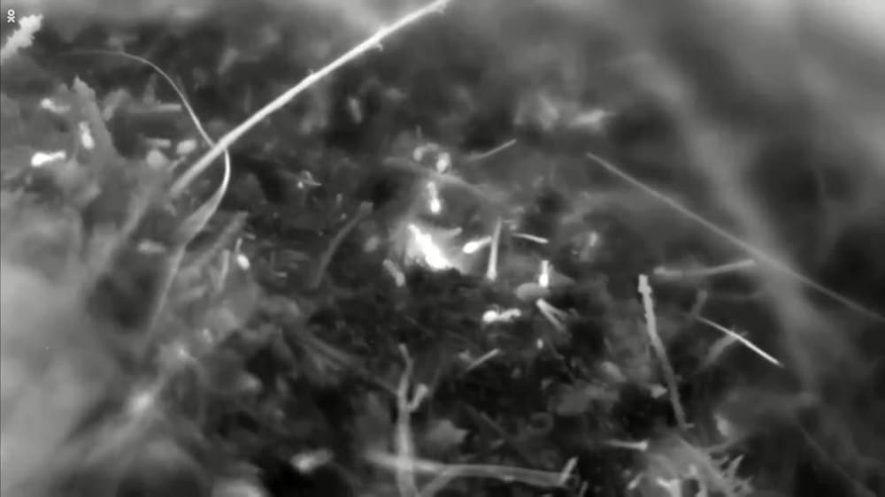 Attenborough and the Empire of the Ants