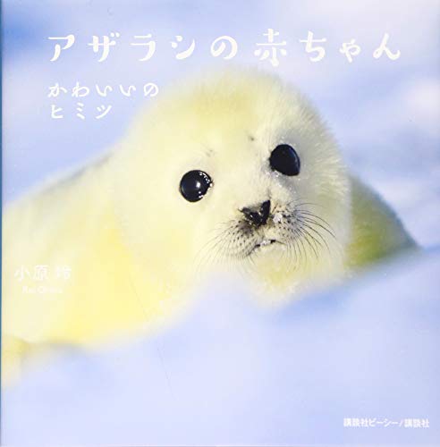 アザラシの赤ちゃん : かわいいのヒミツ