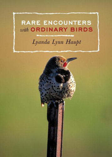 Rare Encounters with Ordinary Birds book cover