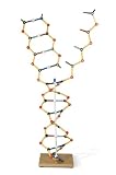 3B Scientific W19801 Dna Rna Model 50Cm Height