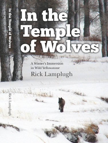 In the Temple of Wolves: A Winter's Immersion in Wild Yellowstone book cover