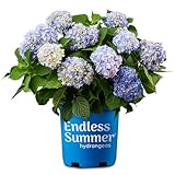 Endless Summer Hydrangea Original 1 Gallon