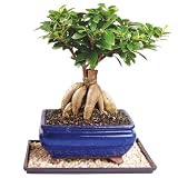 Brussel's Bonsai Live Ginseng Grafted Ficus Indoor Bonsai Tree - Medium, 6 Year, 8 to 12 In - Live Bonsai Tree in Ceramic Bonsai Pot and Humidity Tray