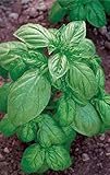 Germisem Semillas de Albahaca Genovese Ingredientes de la Ensalada Caprese