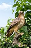 Hi Line Wild Hawk Standing On Branch Garden Statue
