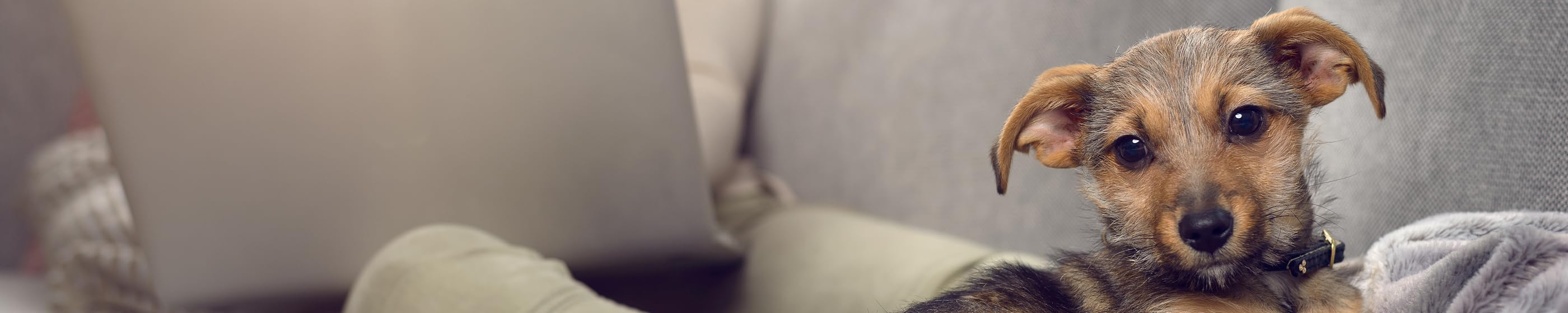 Amazon.de Pretty Pooch Dog Chew Repellent