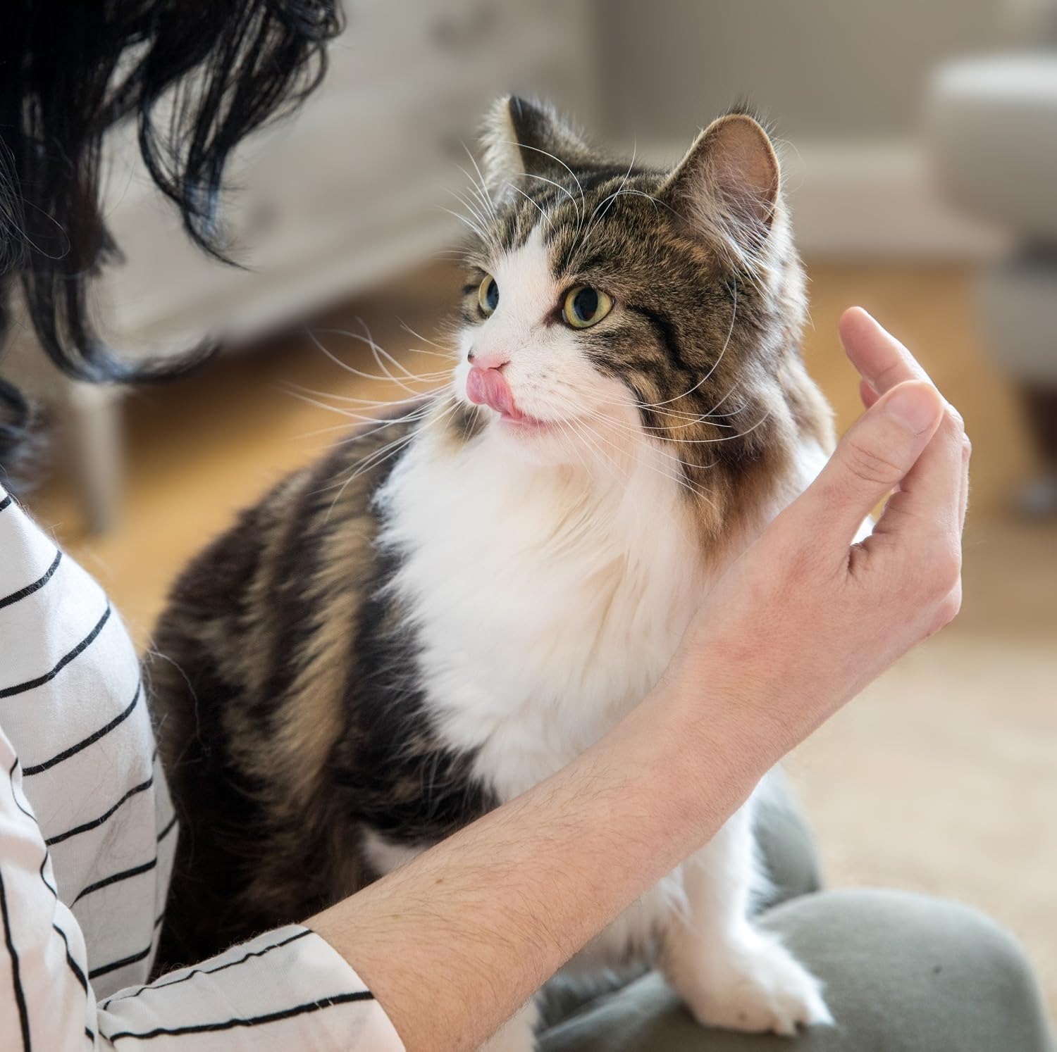 Amazon.co.uk IAMS Wet Cat Food