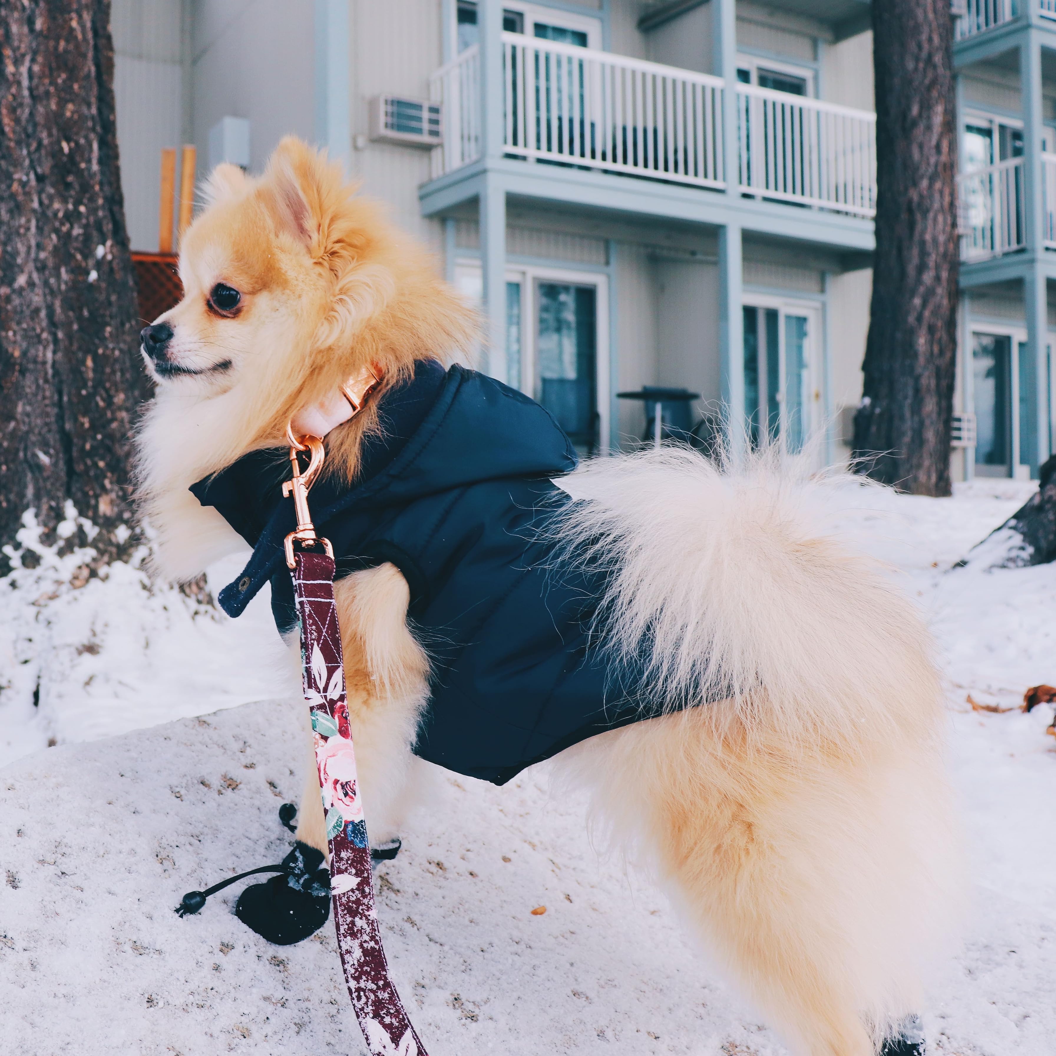 Ellie Dog Wear Ellie Dog Wear